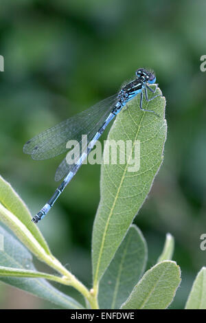 Südlichen Damselfly - Coenagrion mercuriale Stockfoto