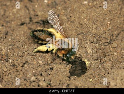 Tawny Mining Bee - Andrena fulva Stockfoto