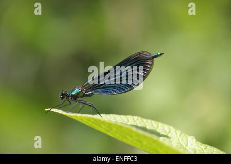 Schöne Prachtlibelle - Calopteryx Virgo - männlich Stockfoto