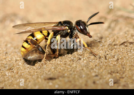 Biene Wolf Wespe Philanthus Triangulum fliegen mit Honigbiene. Stockfoto