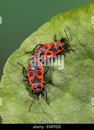 Feuer Bugs Paarung - Pyrrhocoris Apterus Stockfoto