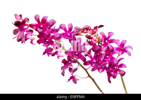 Schöne lila Orchidee isoliert auf weißem Hintergrund Stockfoto