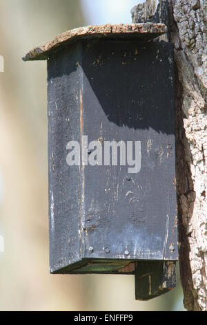 Fledermauskasten an einem Baumstamm. Stockfoto