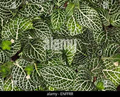 Fittonia Albivenis, Mosaik / Nerv Pflanze, Masse des spektakulären dunkelgrün, bunte Blätter mit weißer Maserung, Bodendecker / Laub Pflanze Stockfoto