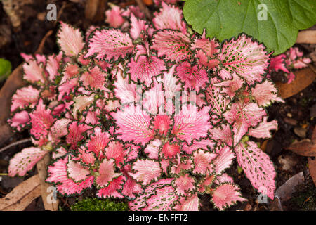 Fittonia Albivenis Sorte, Mosaik / Nerv Pflanze, spektakuläre leuchtend rot und rosa Blätter mit dunklen grünen Rand, attraktive Bodendecker Blattpflanze Stockfoto