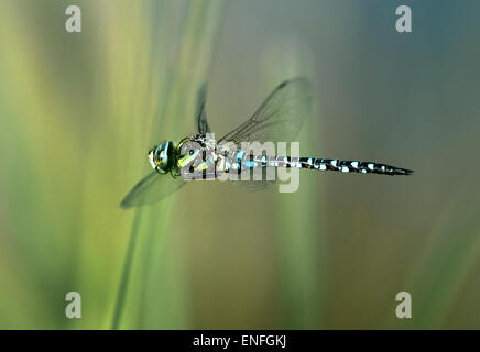 Migrationshintergrund Hawker Libelle - Aeshna Mixta - im Flug Stockfoto