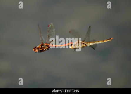 Gemeinsamen Darter Libellen - Sympetrum striolatum Stockfoto