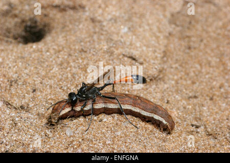 Rot-banded Sand Wasp - Ammophila sabulosa Stockfoto