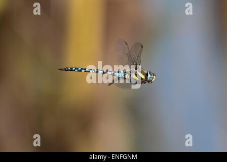 Migrationshintergrund Hawker Dragonfly - Aeshna mixta Stockfoto