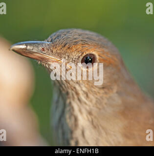 Nahaufnahme des Gesichts von australischen graues Shrike-Soor, Colluricincia Mundharmonika vor grünem Hintergrund im Stadtgarten Stockfoto