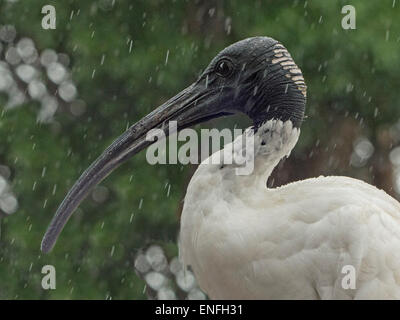 Nahaufnahme des australischen weißes Ibis, Threskiornis Molukken, Gesicht, Kopf, langen Schnabel der Wasservögel mit Regen in Strömen, dunklen Grün Hintergrund Stockfoto