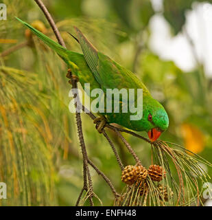 Scaly breasted Lorikeet, Trichoglossus Chlorolepidotus, in freier Wildbahn ernähren sich von Samen der Küste sie Eiche in Australien Stockfoto