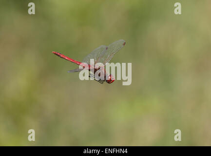 Rot-veined Darter - Sympetrum fonscolombii Stockfoto