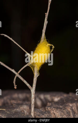 Spinnennetz Ei Sac mit goldener gelber Seide gewebt befestigt auf Stick und vor einem dunklen Hintergrund Stockfoto