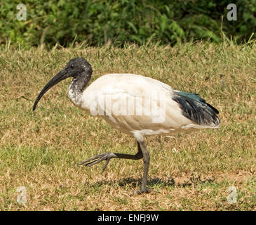 Australische weißer Ibis Threskiornis Molukken, Wasservögel mit Schlamm gefärbten Gefieder, zu Fuß auf dem Rasen in der Wildnis Stockfoto