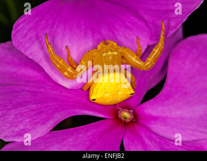 Nahaufnahme der hellen gelben australischen Blume / Krabbe Spinne Thomisus Spectabilis auf Magenta Blütenblätter Vinca Blume Stockfoto