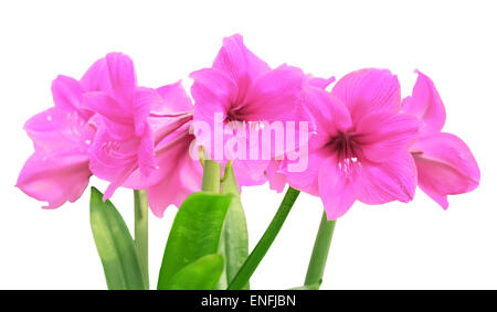 Rosa Amaryllis Blume isoliert auf weißem Hintergrund Stockfoto