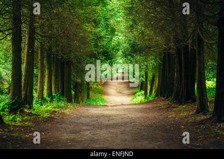 Gehweg-Lane-Pfad mit grünen Bäumen im Wald. Schöne Allee im Park. Weg Weg durch den dunklen Wald Stockfoto