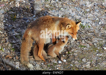 Roter Fuchs Füchsin mit Spanferkel-Kits, Finnland Stockfoto