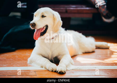 Close Up junge weiße Golden Labrador Retriever Hund sitzt auf Holzboden Stockfoto