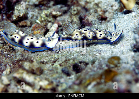 Leopard Nacktschnecke (Risbecia Tryoni), Bali, Indonesien Stockfoto