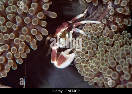 Porzellan-Anemone-Krabbe (Neopetrolisthes Maculatus) in Anemone, Bali, Indonesien Stockfoto