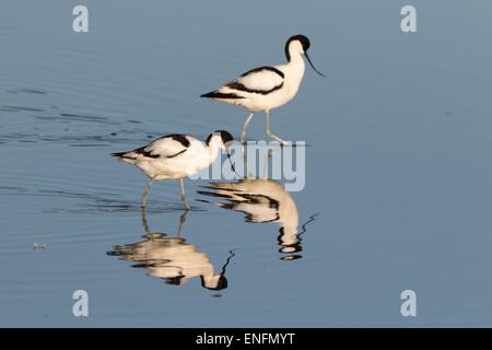 Zwei Pied Säbelschnäbler (Recurvirostra Avosetta) spiegelt sich im Wasser, Texel, Niederlande Stockfoto