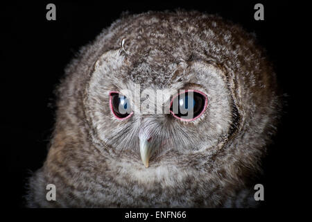 Junger Waldkauz (Strix Aluco), gefangen Stockfoto