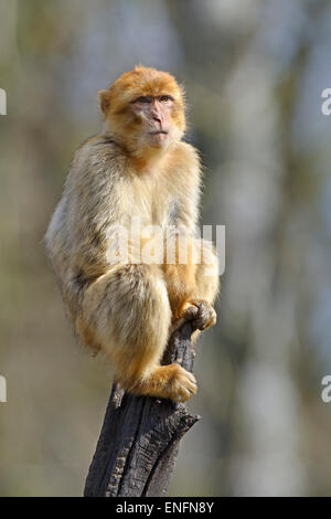 Berberaffe (Macaca Sylvanus), Gefangenschaft, ursprünglich aus Nordafrika Stockfoto