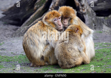 Berberaffen (Macaca Sylvanus), Familie drängten sich gegen einander, Gefangenschaft, Native nach Nordafrika Stockfoto