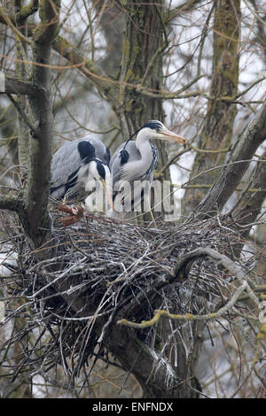 Graue Reiher, Ardea Cinerea, zwei Vögel im Nest, Herts, März 2015 Stockfoto