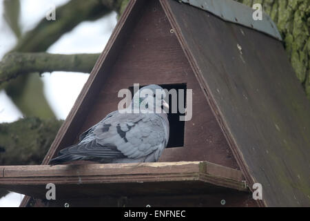 Hohltaube Columba Oenas, einziger Vogel auf Schleiereule Nistkasten, Warwickshire, April 2015 Stockfoto