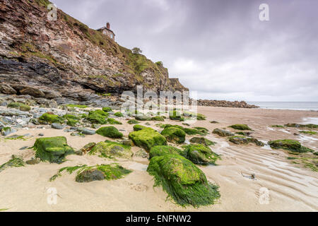 Trevauance Cove in Cornwall England uk Algen übersät Felsen Stockfoto