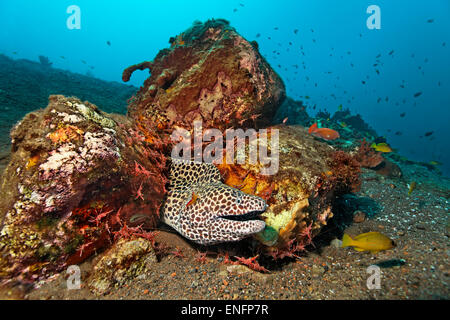 Waben-Muräne (Gymnothorax Favagineus) im Tierheim mit vielen Hingebeak Garnelen (Rhynchocinetes Durbanensis), Bali Stockfoto