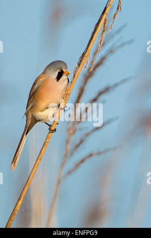 Bärtigen Reedling (Panurus Biarmicus), männliche thront auf einem Stiel, mittlere Elbe-Biosphärenreservat, Sachsen-Anhalt, Deutschland Stockfoto
