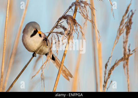 Bärtigen Reedling (Panurus Biarmicus), männliche thront auf einem Reed-Stiel, ernähren sich von Samen, mittlere Elbe-Biosphärenreservat Stockfoto