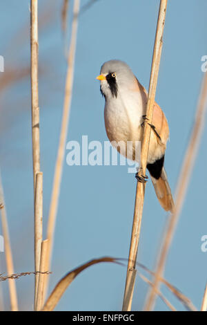 Bärtigen Reedling (Panurus Biarmicus), männliche thront auf einem Stiel, mittlere Elbe-Biosphärenreservat, Sachsen-Anhalt, Deutschland Stockfoto