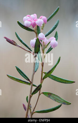 Moor-Rosmarin (Andromeda Polifolia), Emsland, Niedersachsen, Deutschland Stockfoto