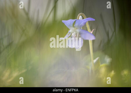 Heide Hund-Veilchen (Viola Canina), Emsland, Niedersachsen, Deutschland Stockfoto