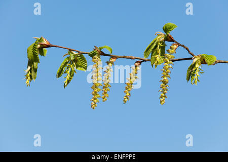 Europäische Hainbuche (Carpinus Betulus), weibliche Blüten und männlichen Kätzchen, Niedersachsen, Deutschland Stockfoto