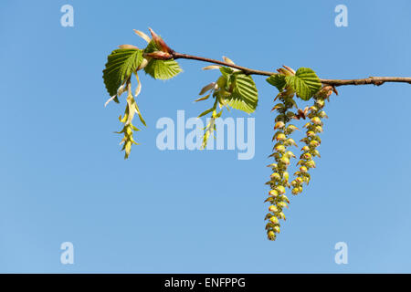 Europäische Hainbuche (Carpinus Betulus), weibliche Blüten, links, und männliche Kätzchen, rechts, Niedersachsen, Deutschland Stockfoto