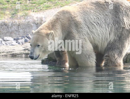 Reife Frauen Eisbär (Ursus Maritimus) am Rand des Wassers Stockfoto