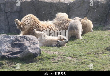 Vier Monate alten Eisbären Jungtiere (Ursus Maritimus) Rollen in den Rasen ihr Fell trocknen nach dem Bad zusammen mit Mama Stockfoto