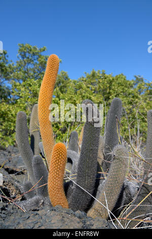 Lava-Kaktus (Brachycereus Nesioticus), Punta Moreno, Isabela Island, Galapagos-Inseln, Ecuador Stockfoto