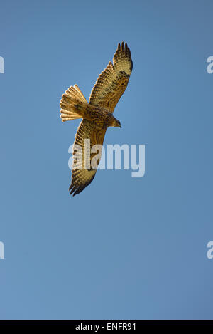 Galapagos-Falke (Buteo Galapagoensis), Urbina Bay, Insel Isabela, Galapagos-Inseln, Ecuador Stockfoto