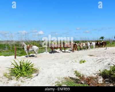 Pferde am Strand, blauer Himmel, Reiten Stockfoto