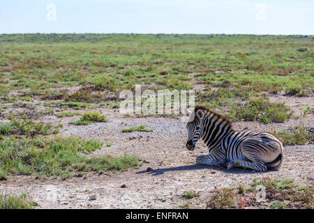 Ebenen Zebra (Equus Quagga), Fohlen, Etosha Nationalpark, Namibia Stockfoto