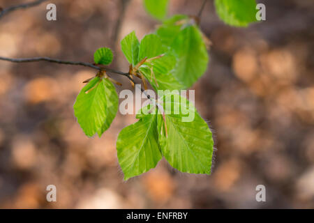 Junge Blätter von einer Buche (Fagus Sylvatica), Burgenland, Österreich Stockfoto