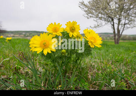 Feder Fasane Auge (Adonis Vernalis), Thenau Naturschutzgebiet, nördlichen Burgenland, Burgenland, Österreich Stockfoto