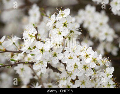 Blüten der Schlehe oder Schlehe (Prunus Spinosa), Burgenland, Österreich Stockfoto